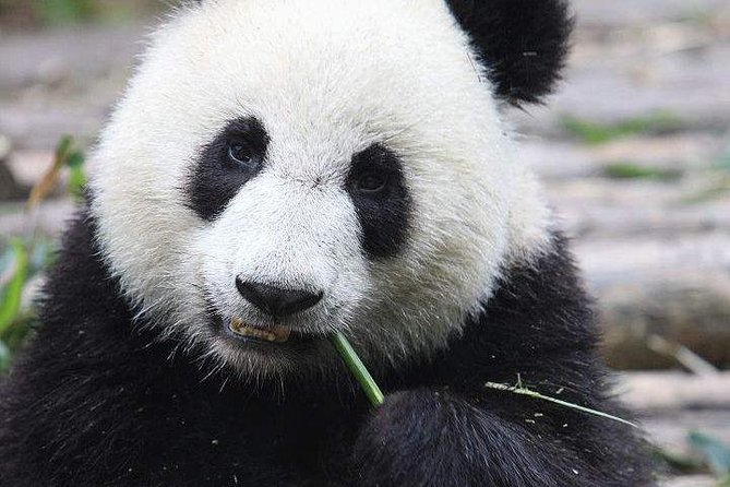 1-Day Chengdu Panda Base and Leshan Giant Buddha GROUP Tour - Timing, group size, and the return to Chengdu