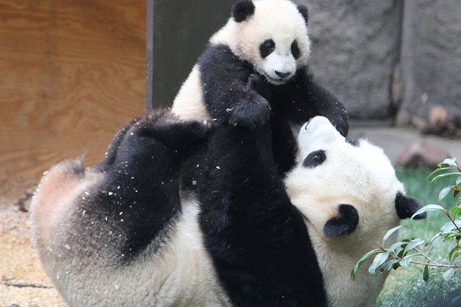 All-inclusive Day Tour: Mutianyu Great Wall & Beijing Panda Zoo with Local Lunch - Walking the Wooded Mutianyu Great Wall
