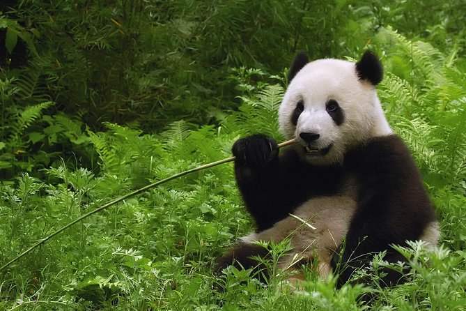 All-inclusive Private Day Trip: Hutongs, Lama Temple & Panda House with Lunch - The Bird’s Nest and Water Cube from outside