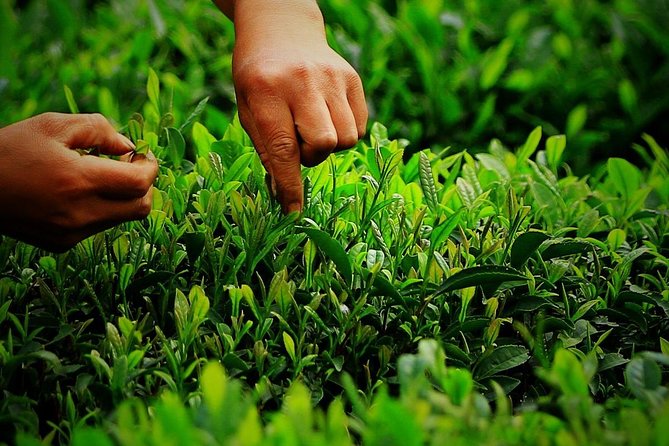 Authentic Hangzhou Longjing Tea Culture Experience Tour - Is the tea ceremony worth the sales pitch?