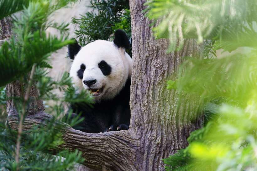 Beijing: Panda House Ticket (Zoo) new activities for 2026 - Why Beijing Zoo is worth considering
