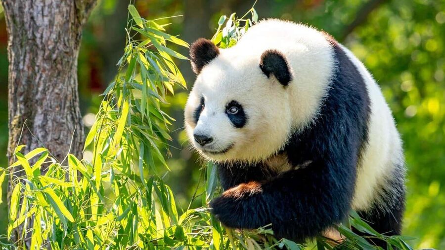 Beijing: Panda House Ticket (Zoo) new activities for 2026 - Getting the ticket by WhatsApp or email