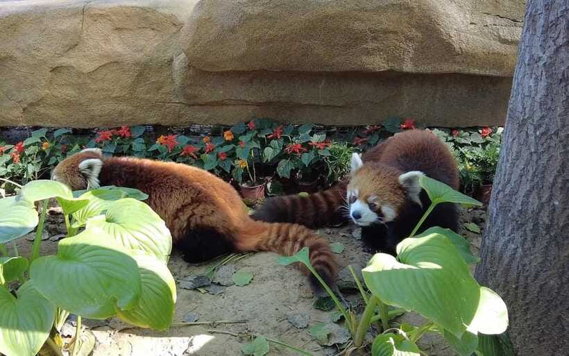 Beijing: Panda House Ticket (Zoo) new activities for 2026 - Golden snub-nosed monkeys and other rare animals
