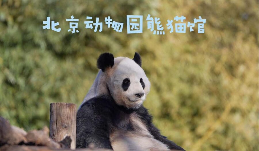 Beijing: Panda House Ticket (Zoo) new activities for 2026 - What the $7 ticket actually covers