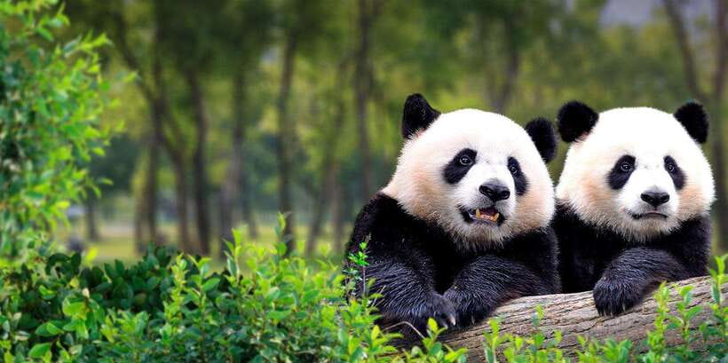 Beijing: Panda House w/Great Wall or City Sites Private Tour - Why the panda stop works so well in Beijing