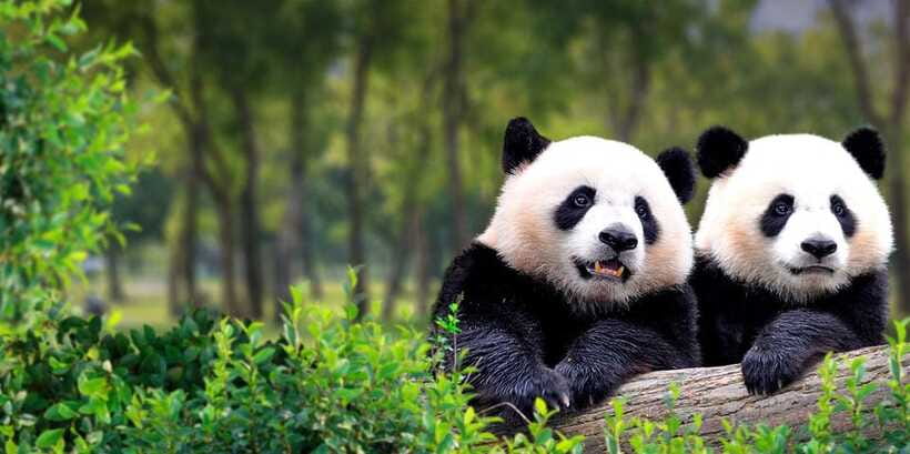 Beijing: Panda House w/Great Wall or City Sites Private Tour - Time, transport, and the real pace of the day