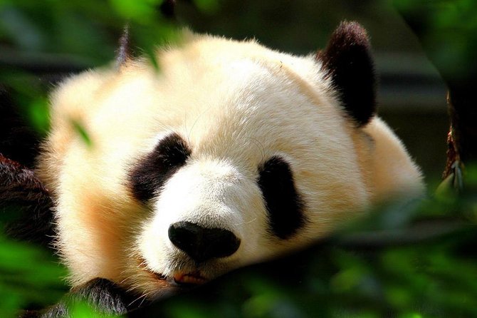 Beijing Private Tour:Mutianyu/Badaling Great Wall and Panda House - Mutianyu: the scenic choice