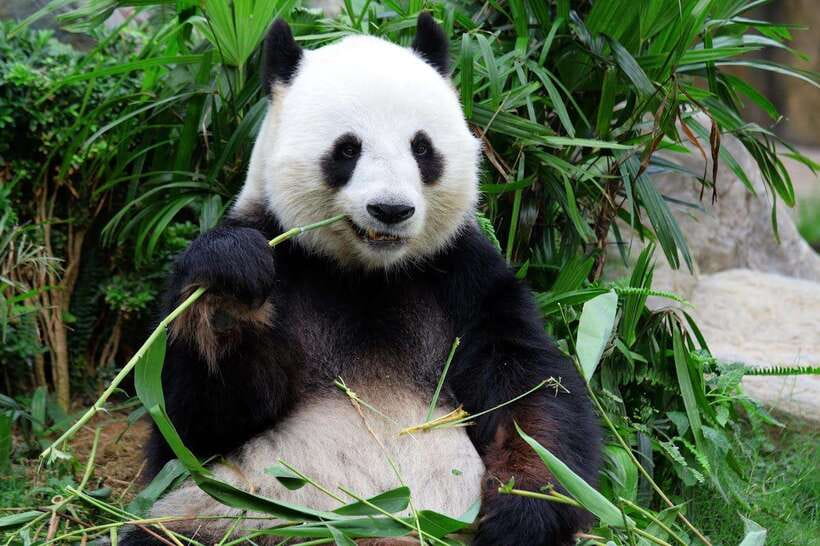 Beijing Private Tour: Summer Palace, Panda House and Options - The Summer Palace, from East Gate to Marble Boat