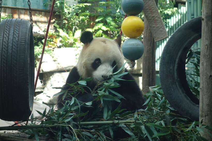Beijing Private Tour: Summer Palace, Panda House and Options - Tiananmen Square and the Forbidden City