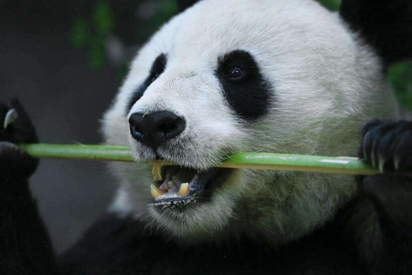 Beijing Private Tour: Summer Palace, Panda House and Options - Ming Tombs for a quieter imperial finish