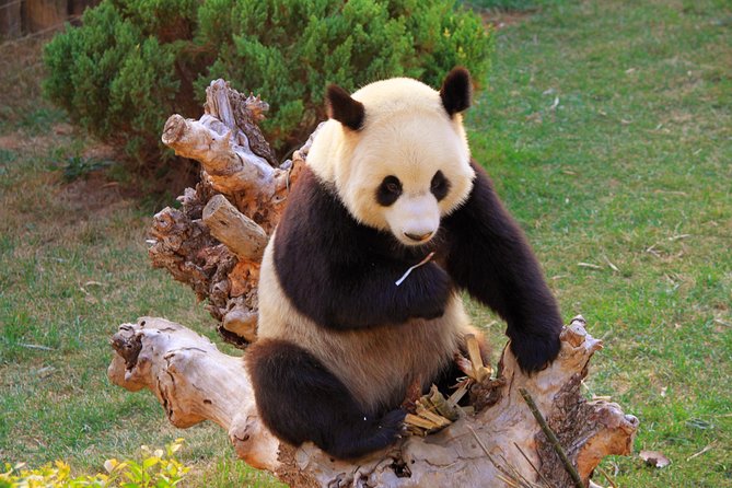 Beijing Private Tour to Temple of Heaven, Panda House and Summer Palace - Pandas Before the Palaces