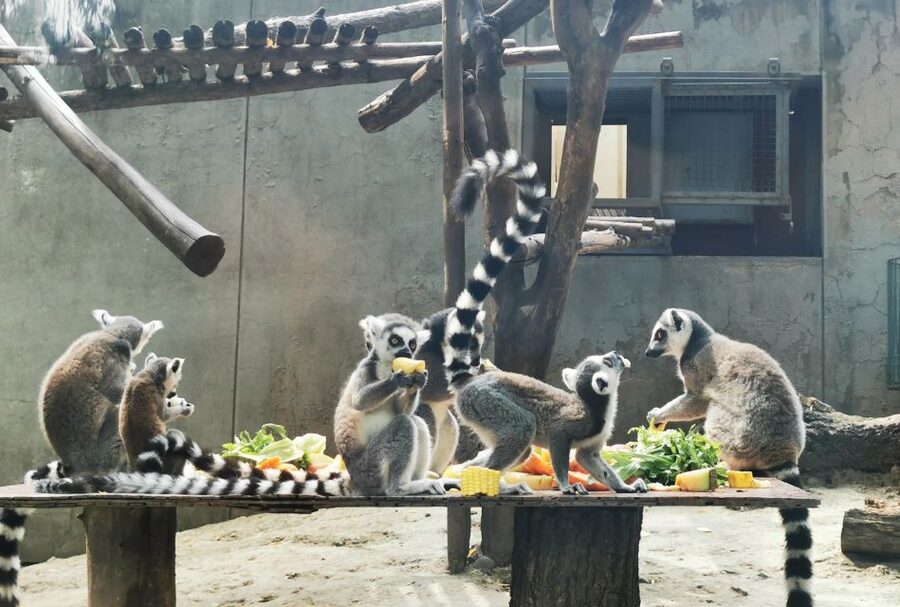Beijing: Temple of Heaven, Panda House & Summer Palace Tour - Lunch with local Chinese food