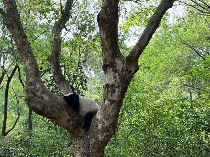 Beijing: The Beijing Zoo Entry Ticket with Pandas - Animal welfare and enclosure standards