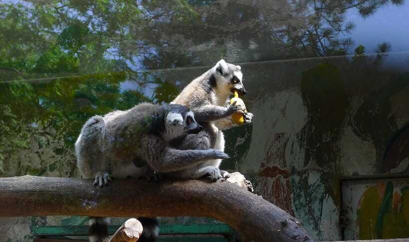 Beijing: The Beijing Zoo Entry Ticket with Pandas - Food, breaks, and the pace of the visit