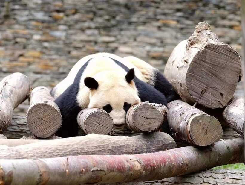 Beijing: The Beijing Zoo Entry Ticket with Pandas - Who should book this Beijing Zoo ticket?