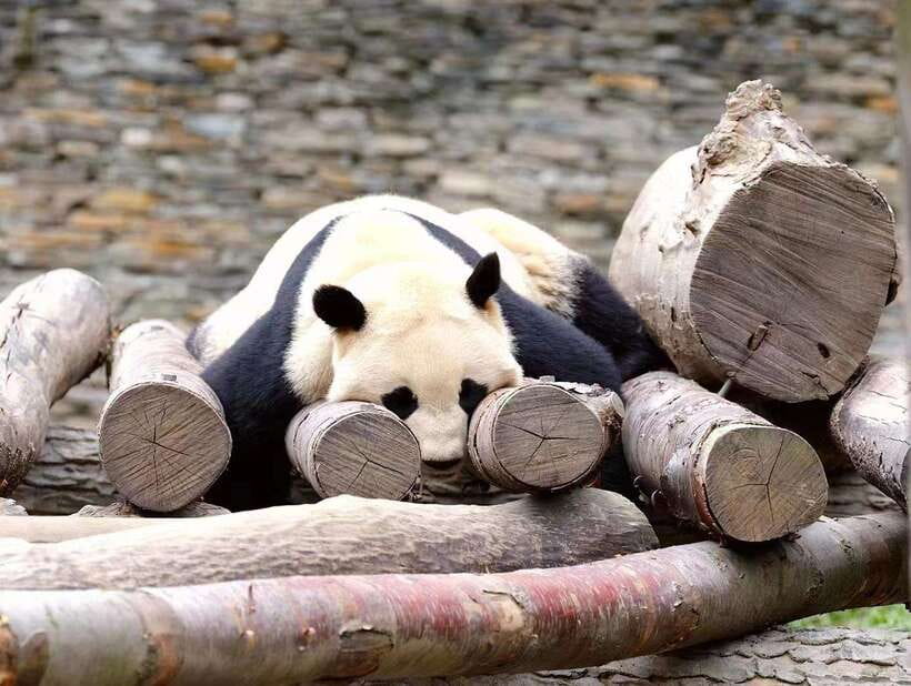 Beijing: The Beijing Zoo Entry Ticket with Pandas - A three-hour route through Beijing Zoo