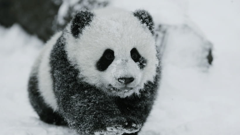 Chengdu: Giant Panda Base Reservation and Entry - Why the Giant Panda Base is worth your Chengdu time