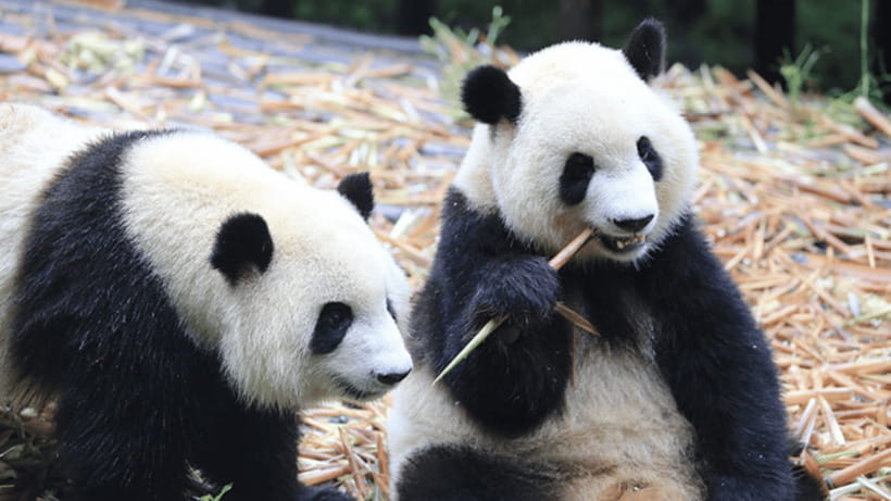 Chengdu: Giant Panda Base Reservation and Entry - Planning your morning or afternoon visit