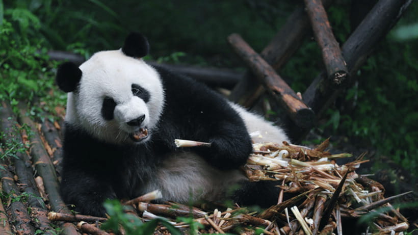 Chengdu: Giant Panda Base Reservation and Entry - Conservation exhibits that add meaning