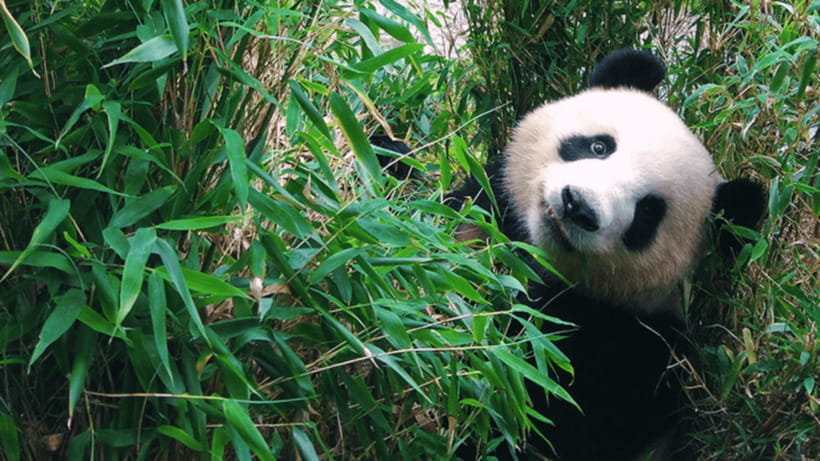 Chengdu: Giant Panda Base Reservation and Entry - Photography, children, and family visits
