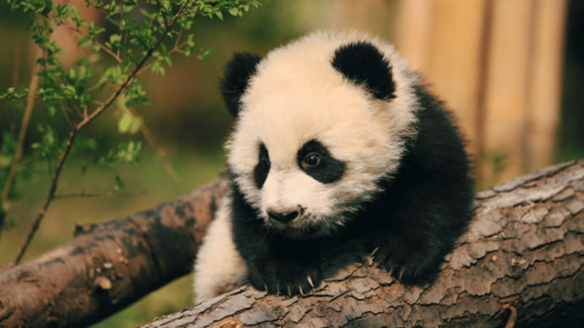 Chengdu: Giant Panda Base Reservation and Entry - Accessibility and practical limits