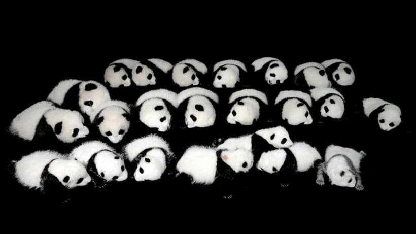Chengdu: Giant Panda Base Reservation and Entry - Should you book it?