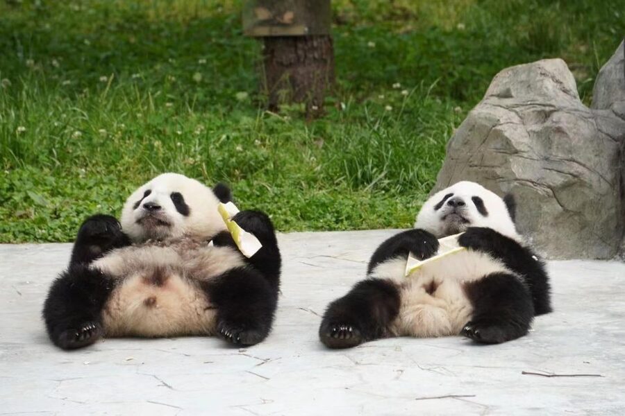 Chengdu: Giant Panda Breeding Research Base Ticket - Is the $15 ticket good value?