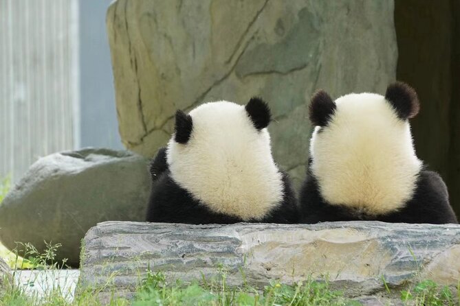 Chengdu: Giant Panda Breeding Research Base Ticket - Why Chengdu’s panda base deserves half a day