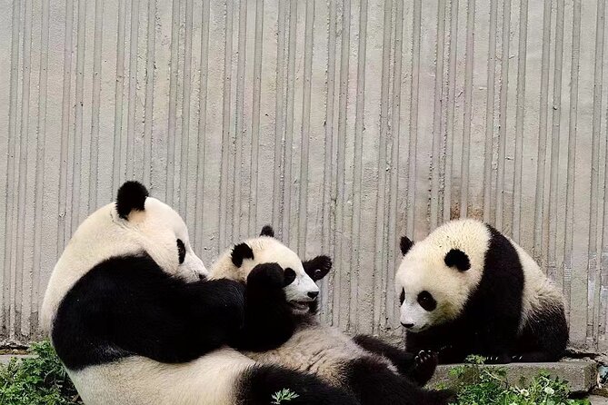 Chengdu: Giant Panda Breeding Research Base Ticket - The park layout and the walking challenge