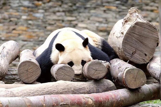 Chengdu: Giant Panda Breeding Research Base Ticket - What you can see beyond giant pandas