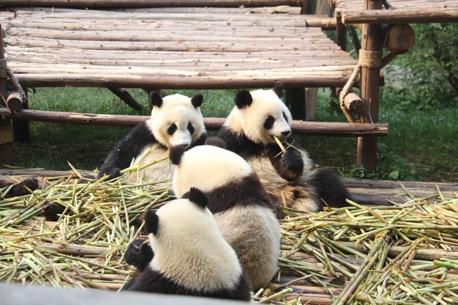 Chengdu: Giant Panda Breeding Research Base Ticket - Choosing ticket only or hotel transfer