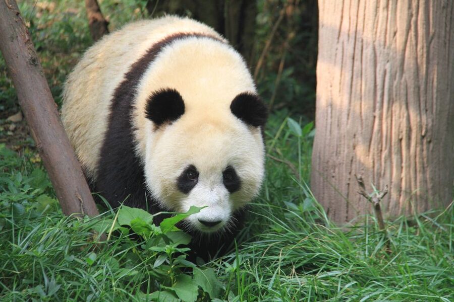 Chengdu: Giant Panda Breeding Research Base Ticket - How passport entry works