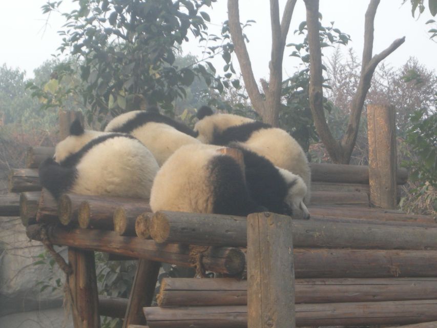 Chengdu: Giant Panda Breeding Research Base Ticket - Crowds, holidays, and indoor viewing