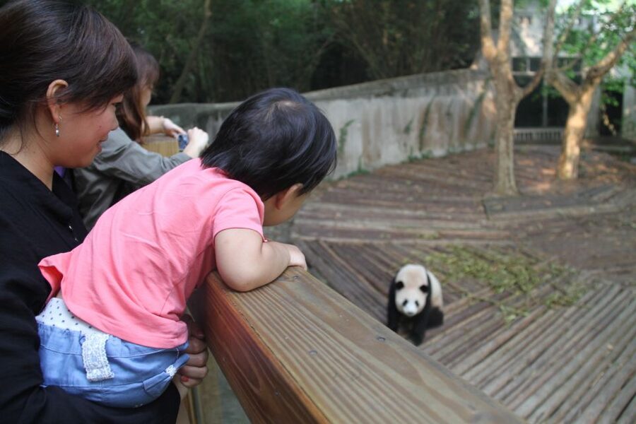 Chengdu: Giant Panda Breeding Research Base Ticket - Food, shops, and what to carry