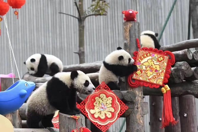 Chengdu Kung Fu Panda Tour Tai Chi, Martial Arts and Panda Base - Dujiangyan: giant pandas, books, and Nanqiao Bridge
