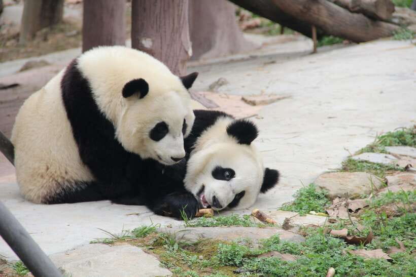 Chengdu: Leshan Buddha Optional Tours w/ Transfer or Guide - Three hours at Leshan, and how the views change
