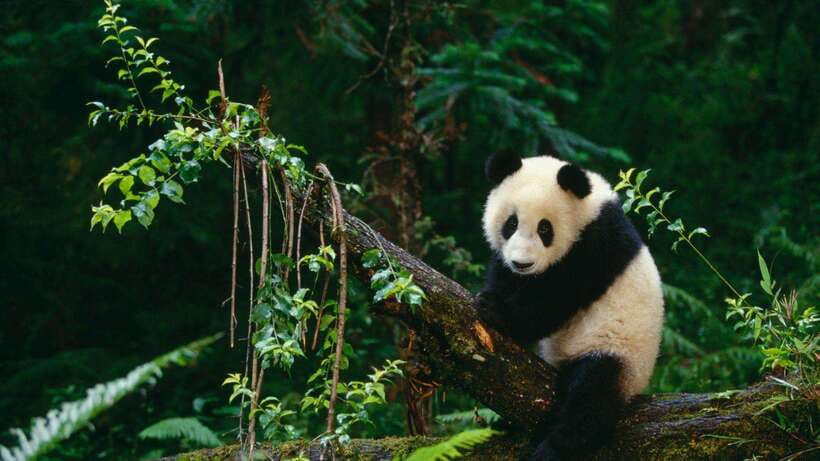 Chengdu：Panda Base Entry Ticket & English PDF Guidebook - Key points at a glance