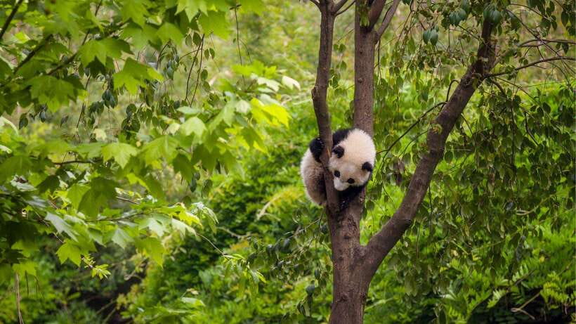 Chengdu：Panda Base Entry Ticket & English PDF Guidebook - Who will get the most from this ticket