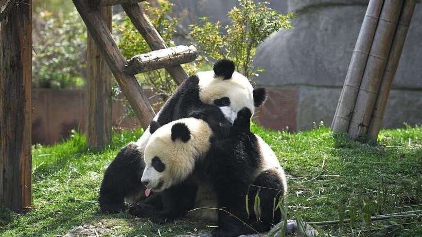 Chengdu：Panda Base Entry Ticket & English PDF Guidebook - Why Chengdu Panda Base is worth your day