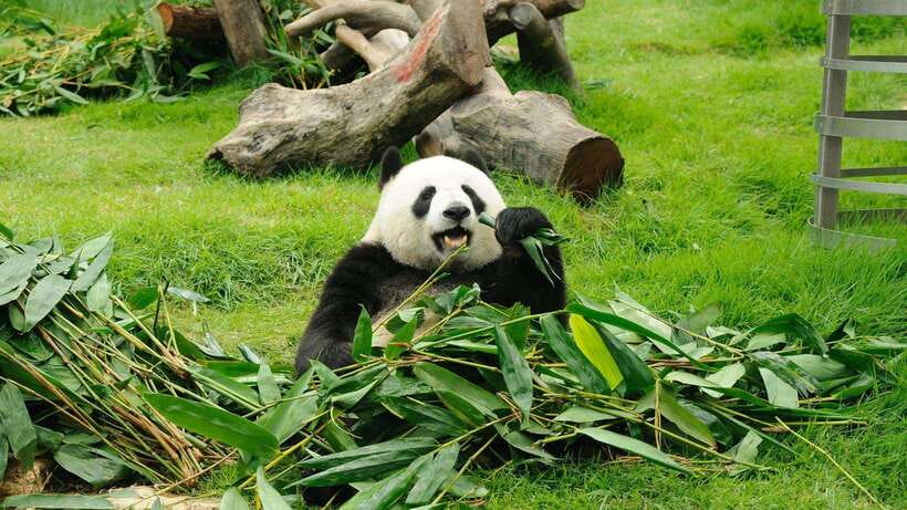 Chengdu：Panda Base Entry Ticket & English PDF Guidebook - The morning route: feeding, climbing, and panda play