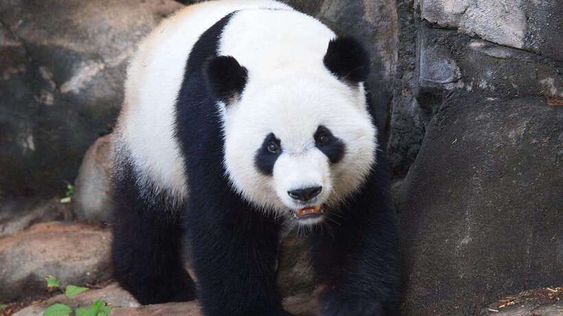 Chengdu：Panda Base Entry Ticket & English PDF Guidebook - What to see beyond the main panda enclosures
