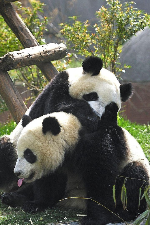 Chengdu：Panda Base Entry Ticket & English PDF Guidebook - The afternoon option and the heat problem