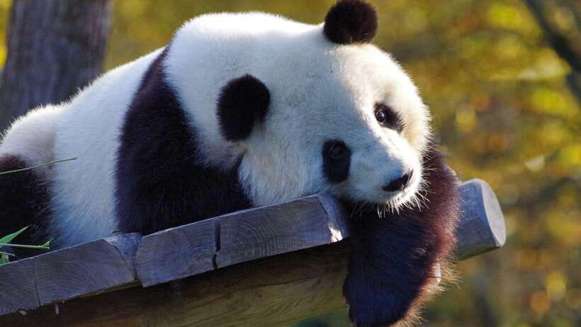 Chengdu：Panda Base Entry Ticket & English PDF Guidebook - Walking, shuttles, and the real cost of the visit