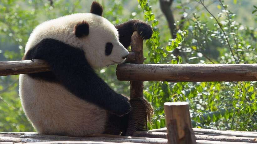 Chengdu：Panda Base Entry Ticket & English PDF Guidebook - Rules that protect the animals and improve your visit