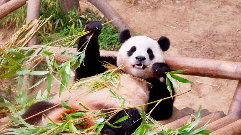Chengdu：Panda Base Entry Ticket & English PDF Guidebook - How to shape a one-day visit
