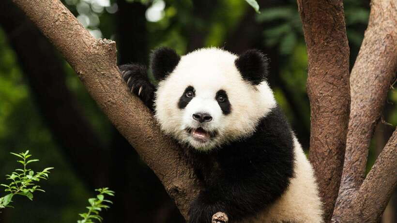 Chengdu：Panda Base Entry Ticket & English PDF Guidebook - Passport entry and the two time slots
