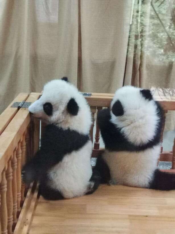Chengdu: Panda Base Half Day Group Tour - Key points to know before booking