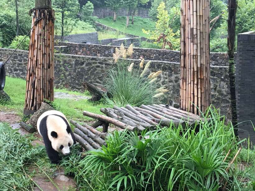 Chengdu: Panda Base Half Day Group Tour - Timing, crowds, and what to bring