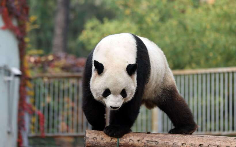 Chengdu: Panda Base Half Day Group Tour - Why Chengdu’s pandas deserve a morning