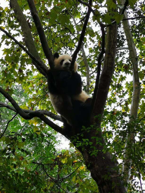 Chengdu: Panda Base Half Day Group Tour - Seeing adult pandas and panda cubs